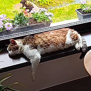 Nunu participe au concours pour gagner de l'argent avec cette photo : cat, tabby, windowsill, sleeping, relaxing, indoor, plant, flower, garden, greenery, window, sunlight, pet, domestic_animal, fur, animal, resting, houseplant, decor, nature
