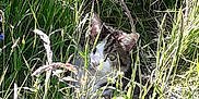 Nunu participe au concours pour gagner de l'argent avec cette photo : cat, grass, outdoor, nature, animal, greenery, sunlight, wild, camouflage, pet, mammal, eyes, ears, field, flora, daylight, closeup, quiet, hidden, curious