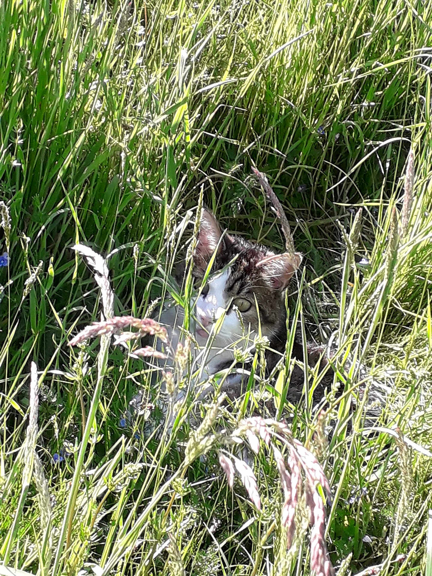 Nunu participe au concours pour gagner de l'argent avec cette photo : cat, grass, outdoor, nature, animal, greenery, sunlight, wild, camouflage, pet, mammal, eyes, ears, field, flora, daylight, closeup, quiet, hidden, curious