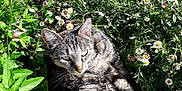 Juliette participe au concours pour gagner de l'argent avec cette photo : cat, tabby, flower, daisy, greenery, plant, garden, outdoor, sunlight, nature, pet, animal, relaxed, curled_up, leaf, flora, whiskers, feline, closeup, daylight