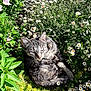 cat, tabby, flower, daisy, greenery, plant, garden, outdoor, sunlight, nature, pet, animal, relaxed, curled_up, leaf, flora, whiskers, feline, closeup, daylight