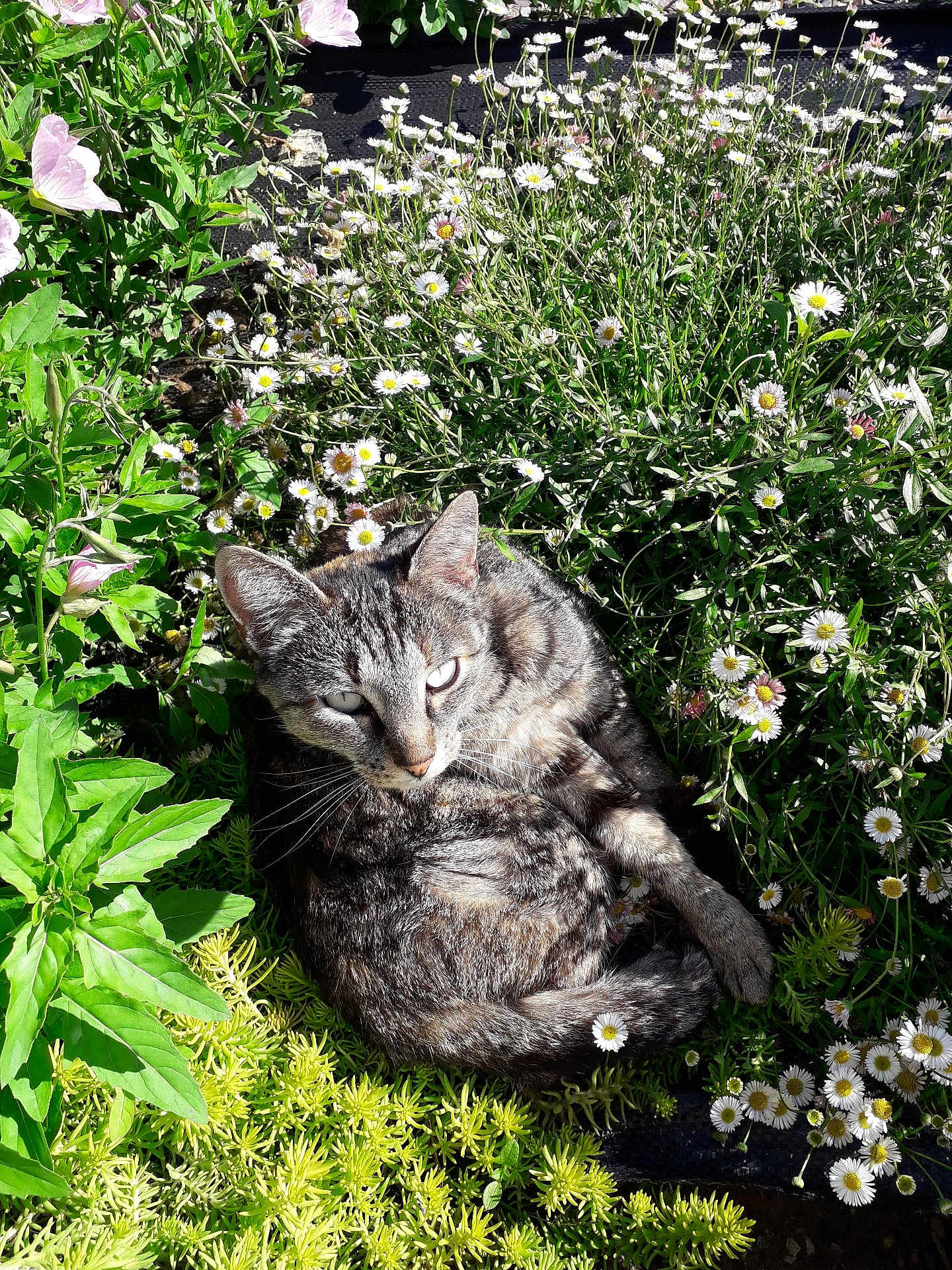 Juliette participe au concours pour gagner de l'argent avec cette photo : cat, tabby, flower, daisy, greenery, plant, garden, outdoor, sunlight, nature, pet, animal, relaxed, curled_up, leaf, flora, whiskers, feline, closeup, daylight