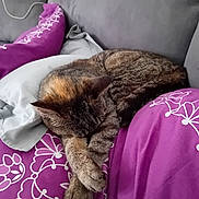 Juliette participe au concours pour gagner de l'argent avec cette photo : cat, tabby_cat, sleeping, couch, pillow, purple_pillow, gray_cushion, indoor, cozy, pet, feline, resting, animal, fur, whiskers, paw, home, relaxation, cute, nap