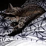 Juliette a rejoint le concours — aidez-le/la à gagner de superbes lots ! cat, sleeping, paw, blanket, pattern, feline, cozy, fur, resting, animal, domestic, tabby, indoor, cute, pet, relaxed, soft, comfort, dark, night