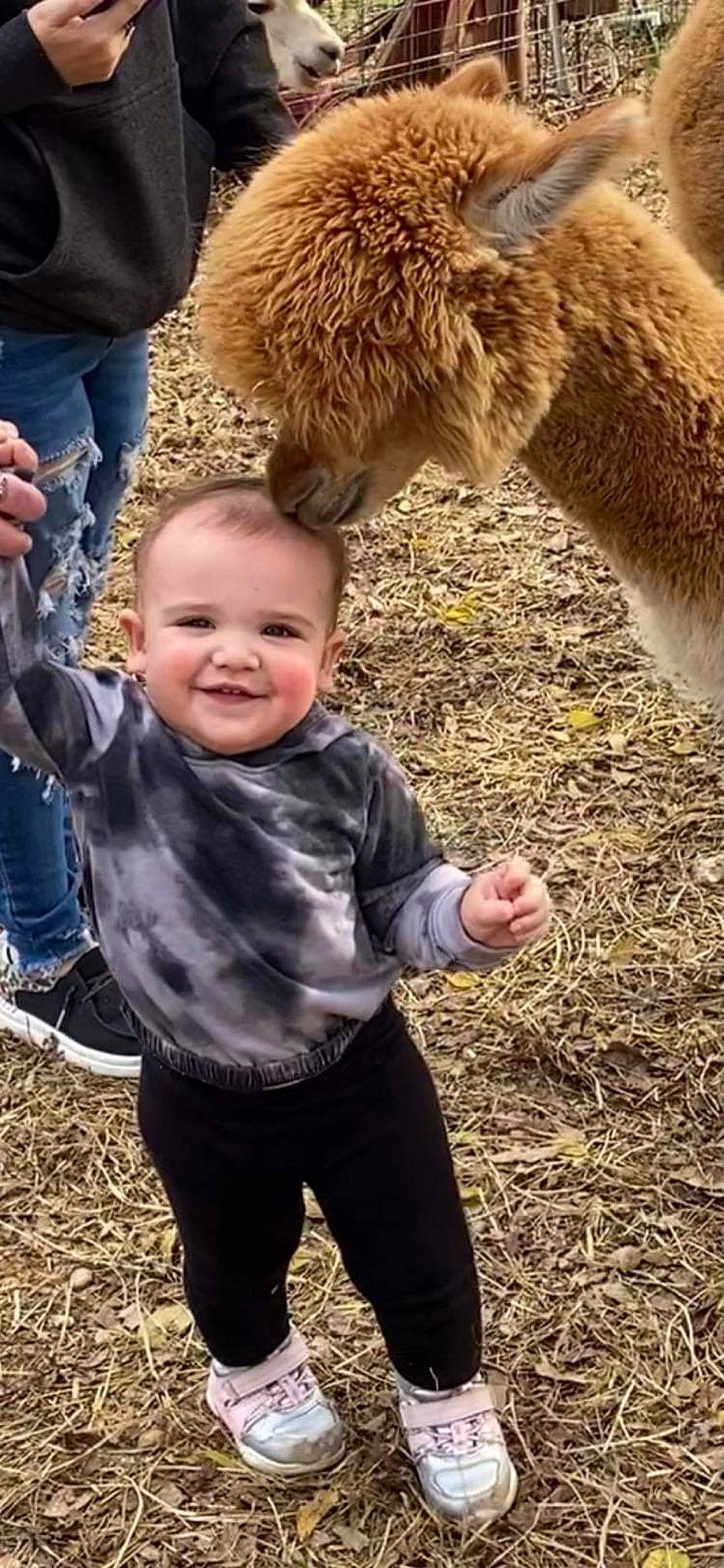 Alexandria is registered to the contest to win money with this photo: child, clothing, companion_dog, dog_breed, facial_expression, fun, gesture, grass, grass_family, green, happy, jeans, joy, llama, people_in_nature, person, photograph, smile, snapshot, soil