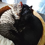 Yin Et Yang a rejoint le concours — aidez-le/la à gagner de superbes lots ! cats, two_cats, tabby_cat, black_cat, sleeping, cuddling, relaxed, cozy, basket, woven_basket, indoor, sunlight, curtains, window, pet, feline, fur, resting, animal_portrait, home