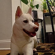 Crystal joined the competition — help win amazing prizes! animal, canine, carpet, chair, dog, domestic, ears, floor, fur, green_plant, happy, home, indoor, living_room, pet, plant, relaxed, resting, tongue, white_dog