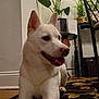 animal, canine, carpet, chair, dog, domestic, ears, floor, fur, green_plant, happy, home, indoor, living_room, pet, plant, relaxed, resting, tongue, white_dog