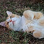 Topaze a rejoint le concours — aidez-le/la à gagner de superbes lots ! cat, orange_cat, white_cat, fluffy, lying_down, grass, outdoor, pet, cute, animal, whiskers, paws, nature, relaxed, fur, playful, closeup, mammal, resting, adorable