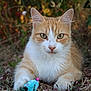 cat, ginger_cat, white_fur, toy_mouse, grass, outdoor, nature, animal, pet, whiskers, ears, eyes, fur, closeup, mammal, playful, laying_down, focus, background_blur, wildlife