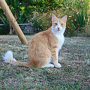 Topaze participe au concours pour gagner de l'argent avec cette photo : cat, orange_cat, white_cat, grass, outdoor, nature, animal, pet, feline, sitting, fur, whiskers, tail, greenery, wooden_post, daylight, eyes, alert, mammal, background