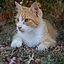 Topaze participe au concours pour gagner de l'argent avec cette photo : cat, orange_cat, white_cat, animal, pet, outdoor, nature, grass, flowers, feline, whiskers, ears, fur, lying_down, close_up, portrait, eyes, calm, resting, background_blur