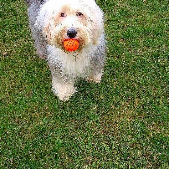 Maia