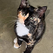 Maize joined the competition — help win amazing prizes! cat, tortoiseshell, pet, animal, feline, whiskers, green_eyes, curious, sitting, concrete_floor, white_paws, cute, domestic_cat, fur, looking_up, indoor, close_up, portrait, adorable, young_cat