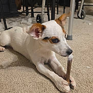 Donut is registered to the contest to win money with this photo: puppy, dog, carpet, chew_stick, paw, indoor, chair, table_leg, walker, toy_wrapping, stuffing, sticker, beige_carpet, white_and_tan_fur, close_up, pet, living_room, floor, cute, guilty_expression