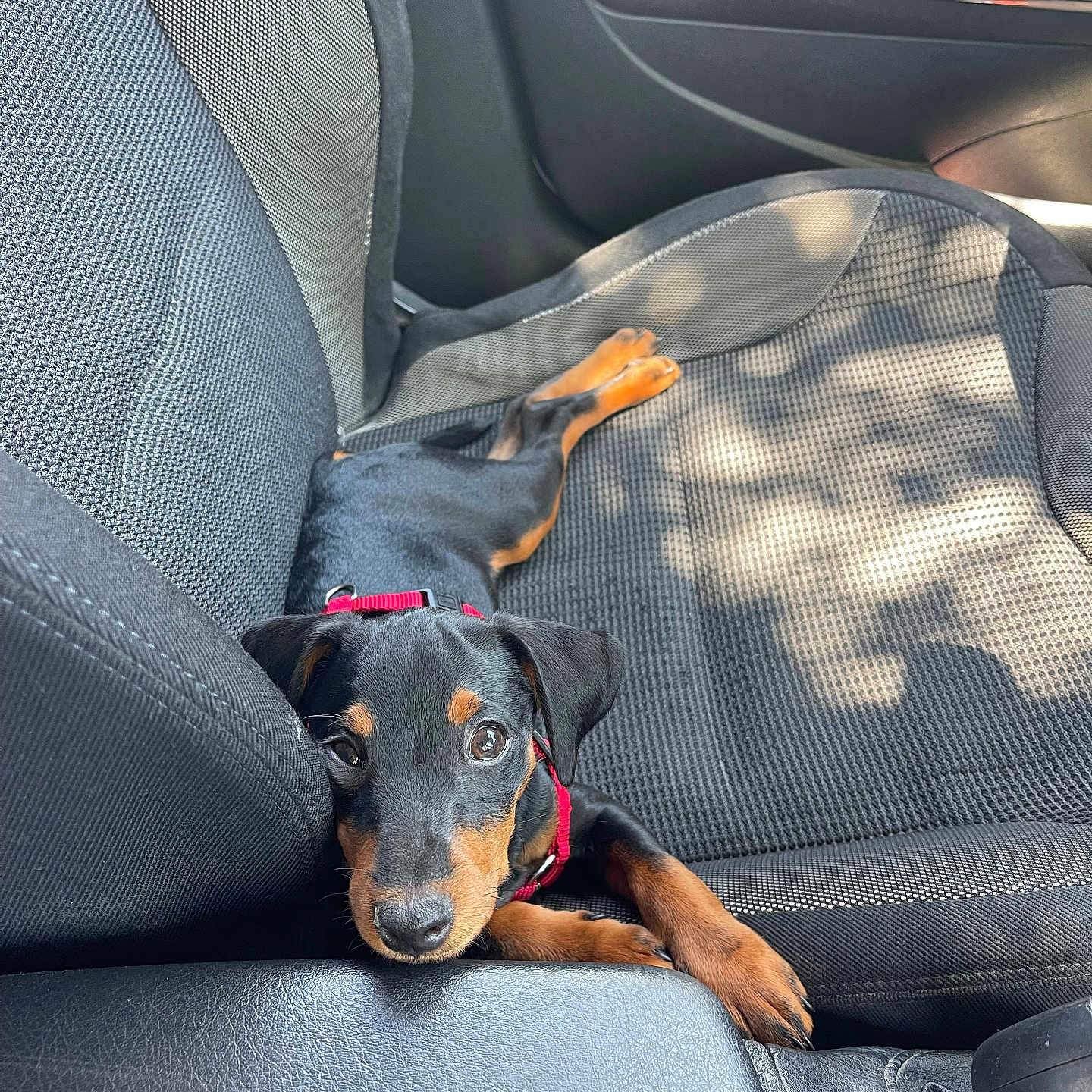 Verso a rejoint le concours — aidez-le/la à gagner de superbes lots ! animal, canine, car, car_interior, carseat, dog, hound, pet, puppy, transportation, vehicle