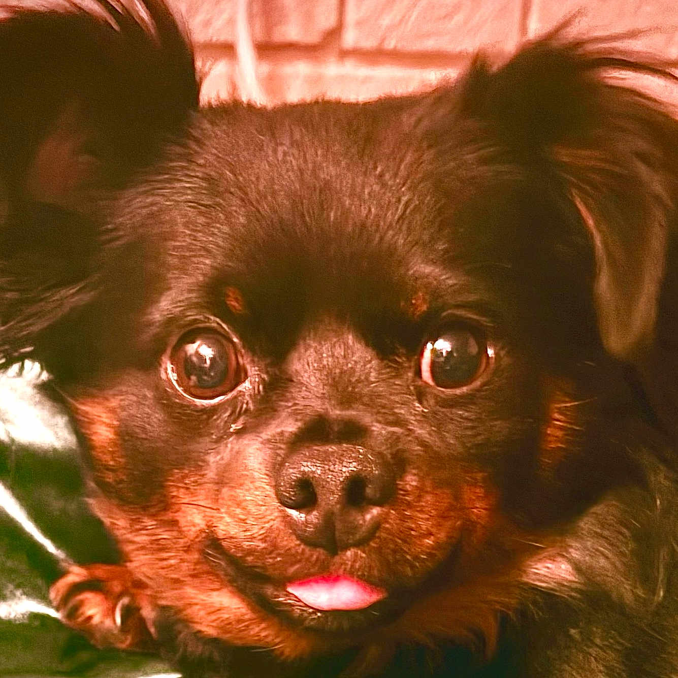 Little Head is registered to the contest to win money with this photo: dog, close_up, black_dog, small_dog, tongue_out, cute, pet, animal, ears, fur, face, nose, eyes, indoor, portrait, mammal, expression, friendly, adorable, companion