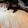 animal, bed, black_dog, blanket, brown_dog, comfort, cozy, cute, dog, domestic, fur, furniture, indoor, licking, pet, pillow, relaxation, resting, textile, wall
