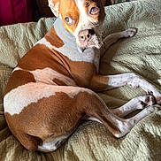Jerseygirl joined the competition — help win amazing prizes! animal, bed, bedroom, brown_and_white, canine, cozy, dog, ears, fur, home, indoor, looking_back, paw, pet, portrait, quilt, relaxed, resting, snout, sunlight