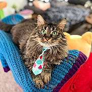 Mojito joined the competition — help win amazing prizes! blue_blanket, cat, cozy, cute, feline, fur, green_eyes, home, indoor, knitted_blanket, living_room, looking_at_camera, pet, portrait, purple_blanket, relaxed, soft_focus, tabby, tie, whiskers