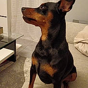 Roy participe au concours pour gagner de l'argent avec cette photo : dog, black_and_tan, doberman, portrait, sitting, indoors, living_room, couch, furniture, curtains, coffee_table, rug, home, pet, animal, upright_ears, short_hair, looking_sideways, cozy, photography