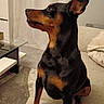 dog, black_and_tan, doberman, portrait, sitting, indoors, living_room, couch, furniture, curtains, coffee_table, rug, home, pet, animal, upright_ears, short_hair, looking_sideways, cozy, photography