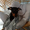 dog, puppy, black_and_tan, blanket, wrapped, sitting, chair, wicker, indoor, living_room, pet, portrait, adorable, serious, ears, snout, fur, cozy, furniture, natural_light