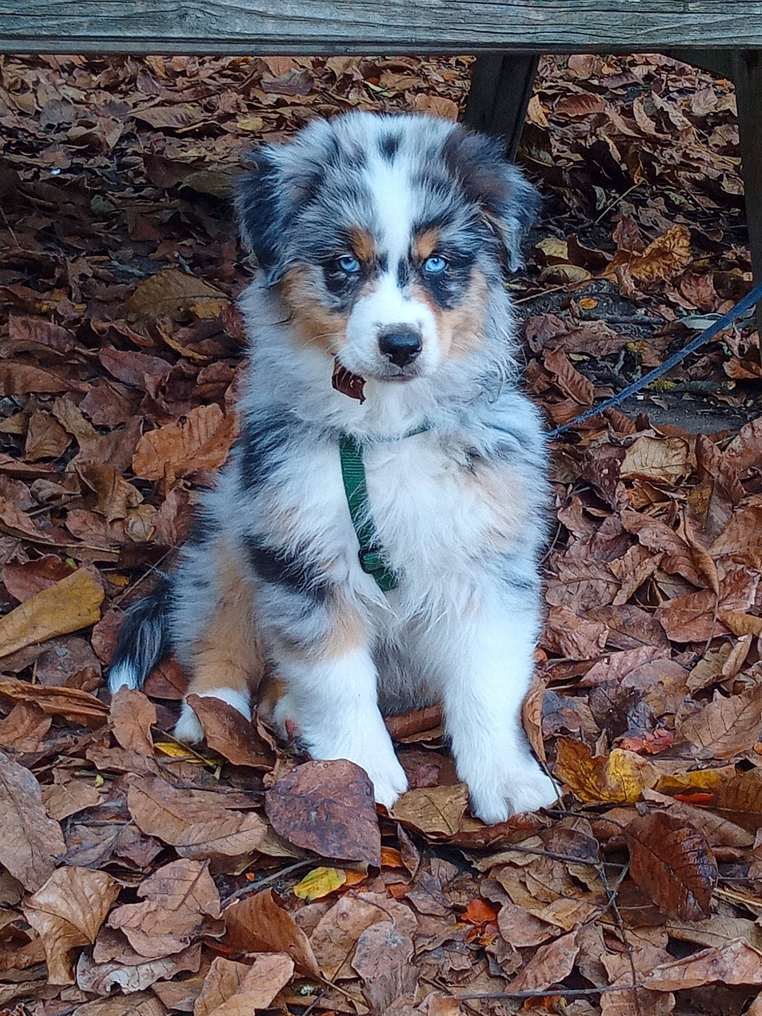 Denver participe au concours pour gagner de l'argent avec cette photo : australian_collie, australian_shepherd, canidae, carnivore, companion_dog, dog, dog_breed, fur, herding_dog, soil, sporting_group, terrestrial_animal, working_animal, working_dog