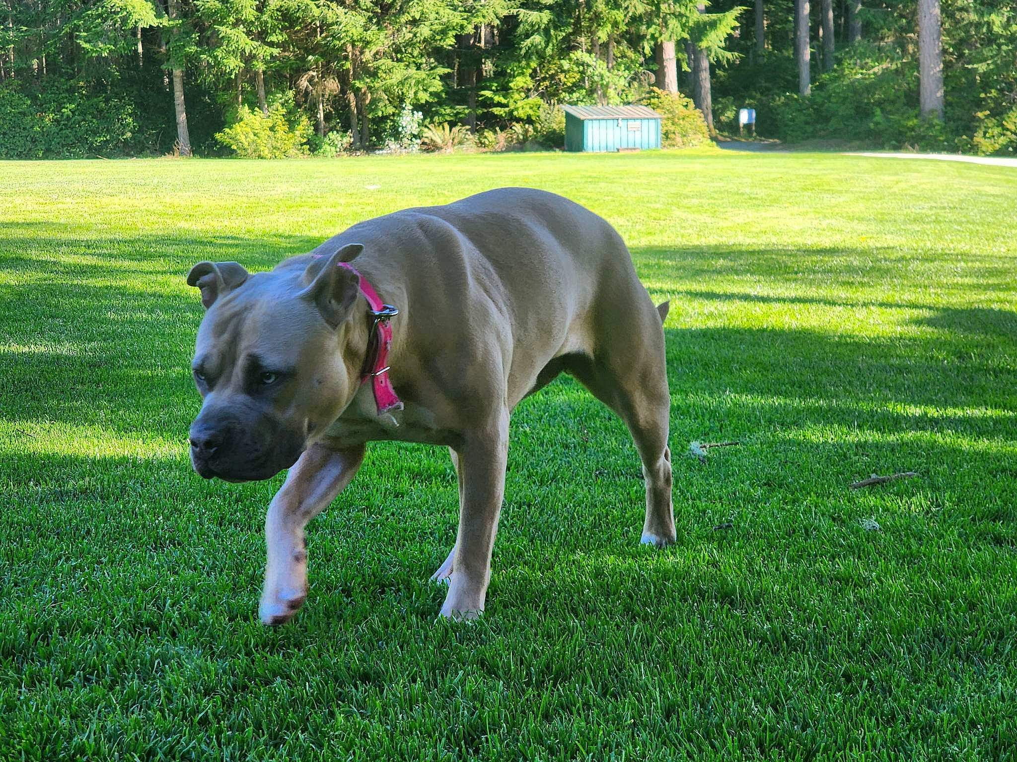 Mai is registered to the contest to win money with this photo: canidae, carnivore, collar, companion_dog, dog, dog_breed, dog_collar, dog_supply, fawn, grass, guard_dog, lawn, non_sporting_group, plant, snout, sporting_group, tail, tree, working_animal, working_dog