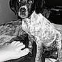 puppy, dog, bed, foot, black_and_white, indoor, television, blanket, curious, pet, animal, sitting, young_dog, paw, fur, closeup, companion, domestic_animal, relaxing, home