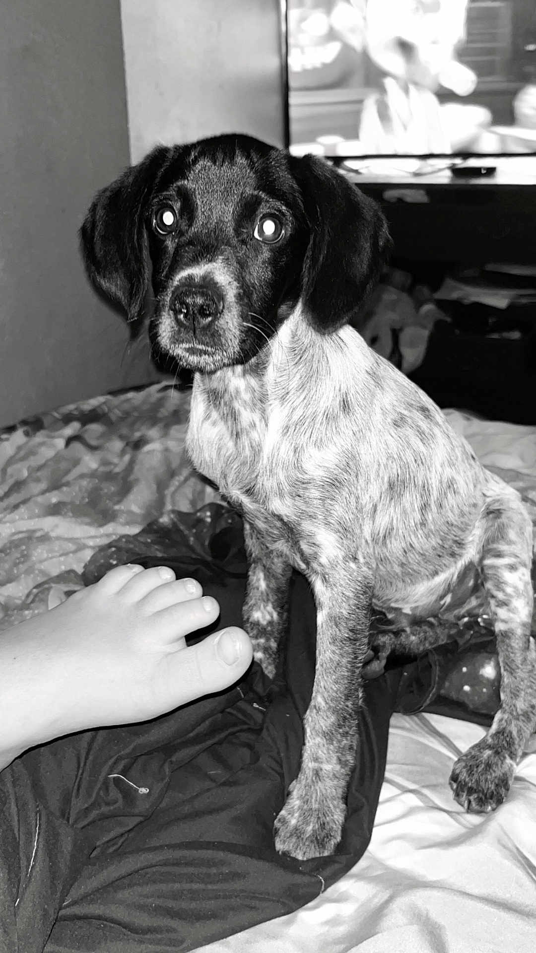 Stitch a rejoint le concours — aidez-le/la à gagner de superbes lots ! puppy, dog, bed, foot, black_and_white, indoor, television, blanket, curious, pet, animal, sitting, young_dog, paw, fur, closeup, companion, domestic_animal, relaxing, home