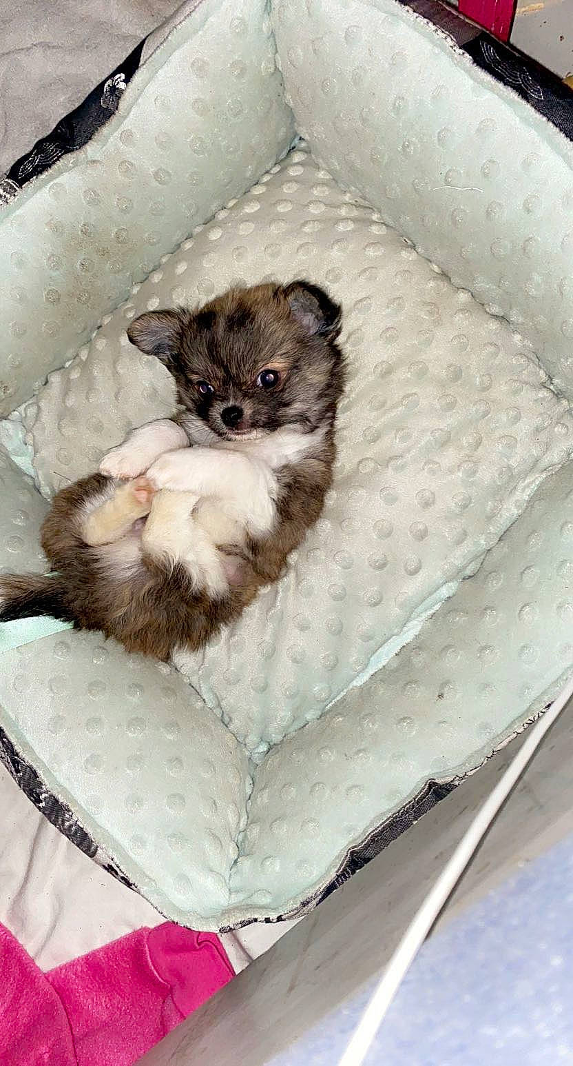 Rocky participe au concours pour gagner de l'argent avec cette photo : canidae, carnivore, cat, companion_dog, dog, dog_breed, fawn, puppy, shih_tzu, toy_dog, whiskers