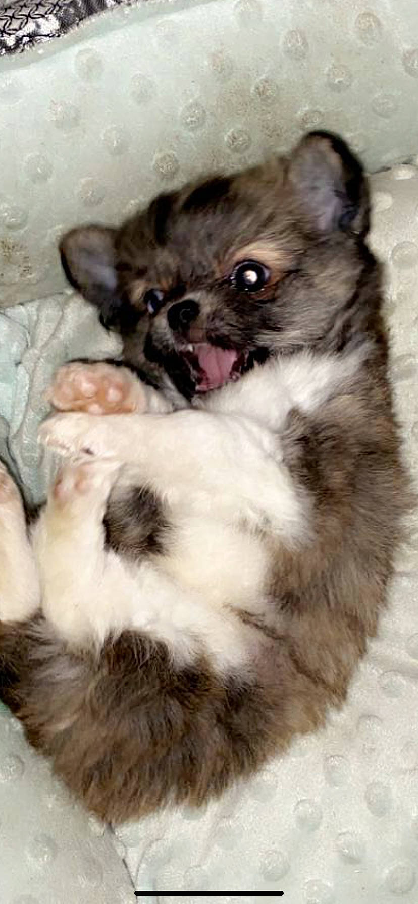 Rocky participe au concours pour gagner de l'argent avec cette photo : canidae, carnivore, chihuahua, chinese_imperial_dog, companion_dog, dog, dog_breed, ear, liver, mammal, miniature_australian_shepherd, non_sporting_group, pomeranian, puppy, shih_tzu, skin, snout, toy_dog, vertebrate, whiskers