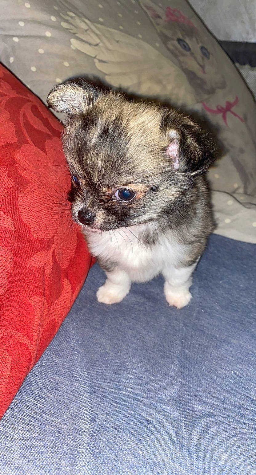 Rocky a rejoint le concours — aidez-le/la à gagner de superbes lots ! bolonka, canidae, carnivore, chinese_imperial_dog, companion_dog, dog, dog_breed, fawn, mal_shi, maltepoo, mammal, morkie, pekapoo, puppy, rare_breed_dog, shih_tzu, skin, snout, sporting_group, toy_dog