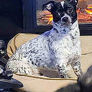 Peanut is registered to the contest to win money with this photo: dog, black_and_white, pet, cushion, fireplace, indoor, animal, cozy, home, comfort, sitting, fur, curious, spot, relaxing, warm, mammal, domestic, cute, companion