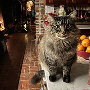 Lucky is registered to the contest to win money with this photo: cat, tabby_cat, feline, pet, indoor, kitchen, countertop, marble, brick_wall, wooden_cabinets, fruit_bowl, orange, holiday_decor, festive, domestic_animal, fur, whiskers, tail, eyes, animal_portrait
