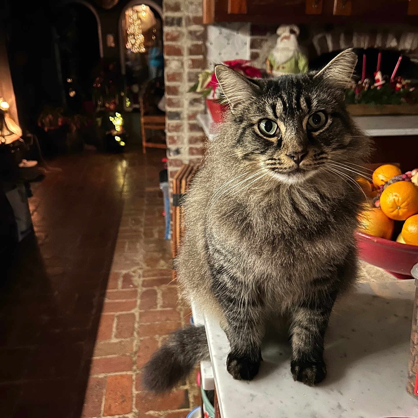 Lucky is registered to the contest to win money with this photo: animal_portrait, brick_wall, cat, countertop, domestic_animal, eyes, feline, festive, fruit_bowl, fur, holiday_decor, indoor, kitchen, marble, orange, pet, tabby_cat, tail, whiskers, wooden_cabinets