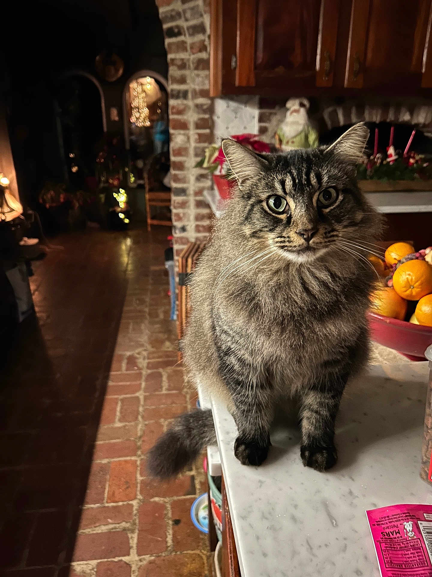 Lucky is registered to the contest to win money with this photo: cat, tabby_cat, feline, pet, indoor, kitchen, countertop, marble, brick_wall, wooden_cabinets, fruit_bowl, orange, holiday_decor, festive, domestic_animal, fur, whiskers, tail, eyes, animal_portrait