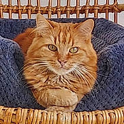 Garfield a rejoint le concours — aidez-le/la à gagner de superbes lots ! cat, orange_tabby, feline, pet, cozy, knitted_bed, wicker_chair, indoor, fur, relaxed, animal, cute, whiskers, ears, paws, resting, looking_at_camera, home, domestic_cat, comfortable