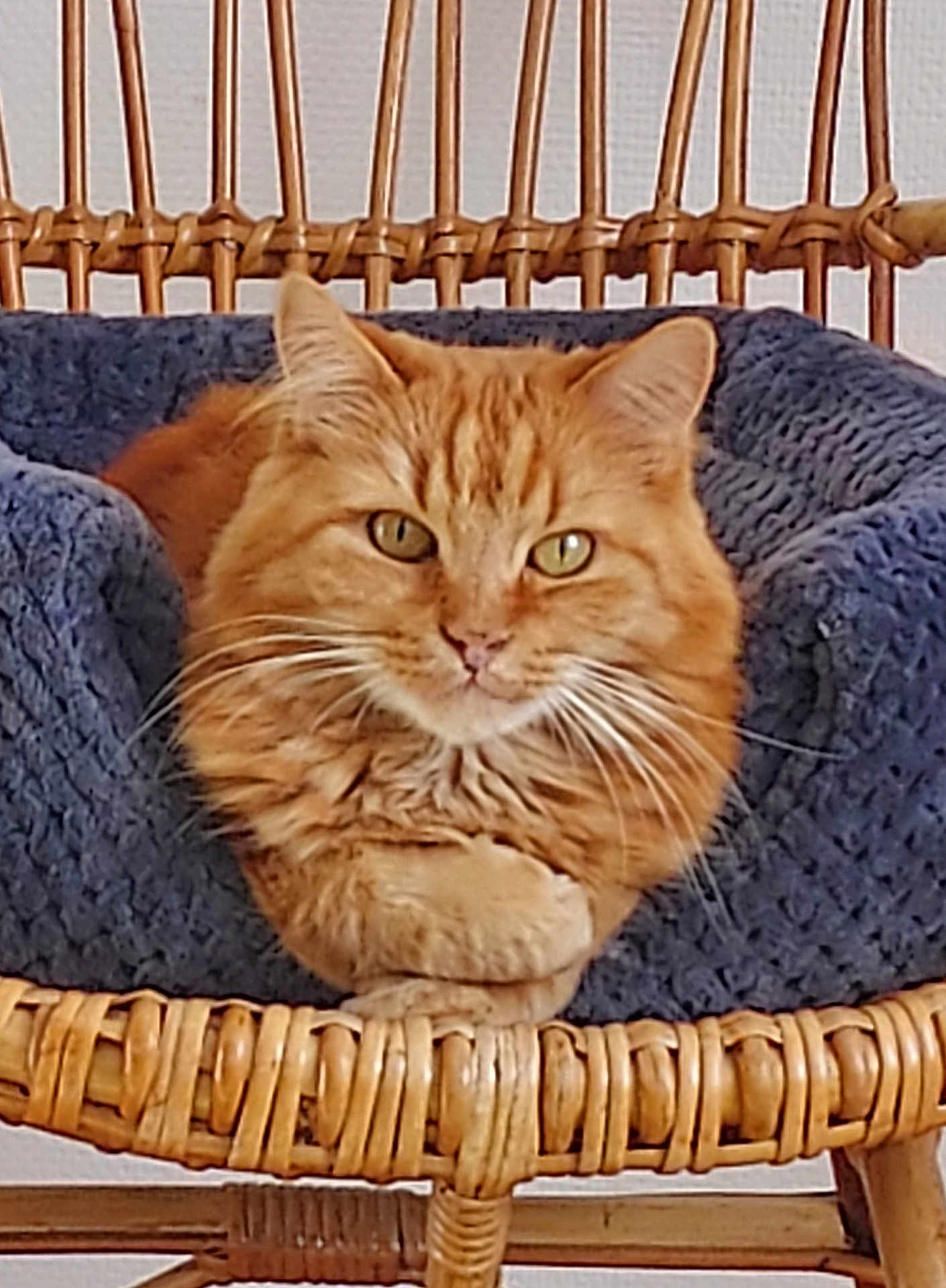 Garfield