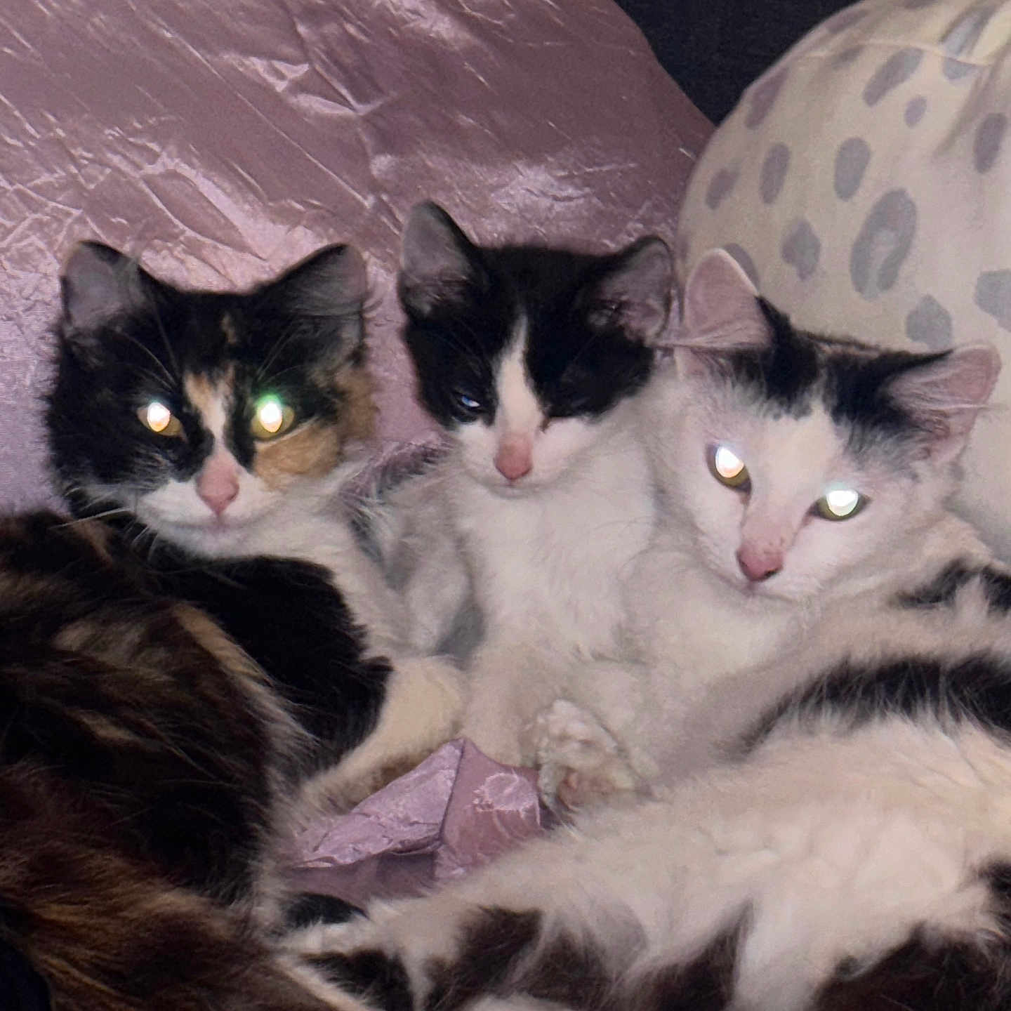 Gatita Bonita Vacita joined the competition — help win amazing prizes! abyssinian, angora, animal, bed, bedroom, cat, chair, couch, cushion, face, furniture, homedecor, indoors, kitten, manx, person, pet, room, siamese, sleeping