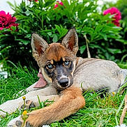 Kyra a rejoint le concours — aidez-le/la à gagner de superbes lots ! animal, blue_eyes, close_up, curious, cute, dog, flowers, fur, garden, grass, greenery, laying_down, nature, outdoor, pet, pink_flowers, portrait, puppy, relaxed, spring