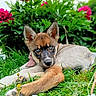 animal, blue_eyes, close_up, curious, cute, dog, flowers, fur, garden, grass, greenery, laying_down, nature, outdoor, pet, pink_flowers, portrait, puppy, relaxed, spring