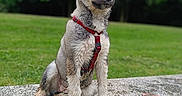 Kyra participe au concours pour gagner de l'argent avec cette photo : alert, animal, blue_eyes, canine, cute, daylight, dog, fur, grass, muddy, nature, outdoor, pet, portrait, puppy, red_harness, sitting, stone_bench, trees, young_dog