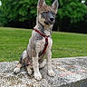 puppy, dog, muddy, blue_eyes, red_harness, sitting, stone_bench, outdoor, grass, trees, nature, young_dog, pet, animal, canine, portrait, daylight, cute, alert, fur