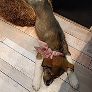 Kyra participe au concours pour gagner de l'argent avec cette photo : puppy, dog, sleeping, floor, wooden_floor, collar, pink_bow, pet_bed, brown_fur, white_paws, adorable, indoor, resting, animal, cute, young_dog, furry, canine, domestic_animal, quiet