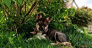 Kyra a rejoint le concours — aidez-le/la à gagner de superbes lots ! puppy, grass, tree, leaves, outdoor, nature, sunlight, blue_sky, pet, canine, young_dog, collar, greenery, relaxing, playful, animal, fur, small_dog, garden, daylight