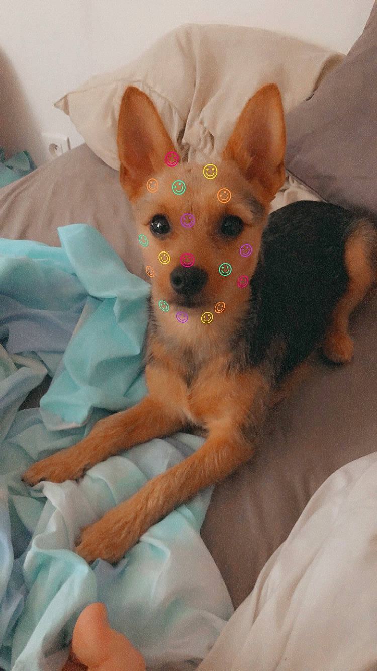 Tsuki a rejoint le concours — aidez-le/la à gagner de superbes lots ! bed, canidae, carnivore, comfort, companion_dog, corgi_chihuahua, dog, dog_breed, dog_supply, ear, fawn, fur, head, paw, puppy, snout, sporting_group, toy_dog, whiskers, working_animal