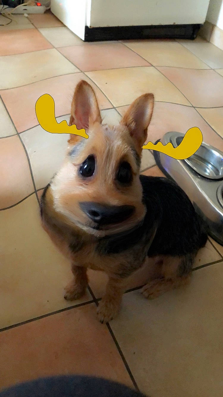 Tsuki a rejoint le concours — aidez-le/la à gagner de superbes lots ! canidae, carnivore, companion_dog, dog, dog_breed, dog_clothes, dog_supply, ear, fawn, floor, flooring, fur, kitchen_utensil, paw, snout, sporting_group, tile_flooring, toy_dog, whiskers, working_animal