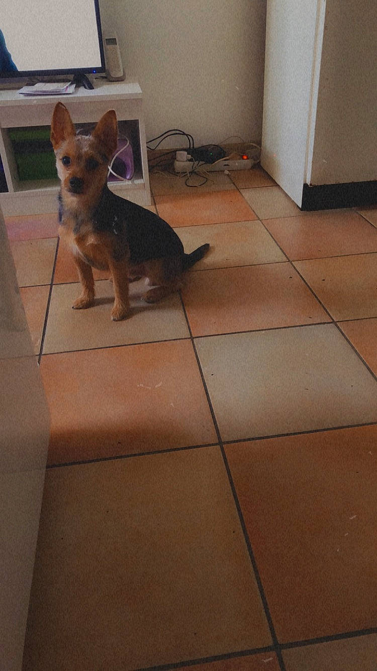 Tsuki participe au concours pour gagner de l'argent avec cette photo : carnivore, companion_dog, dog, dog_bed, dog_breed, dog_supply, door, floor, flooring, german_shepherd_dog, hardwood, paw, pet_supply, room, snout, tail, tile_flooring, toy_dog, window, wood